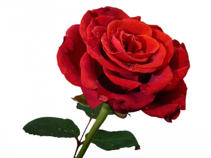 Fondo rosa con gotas